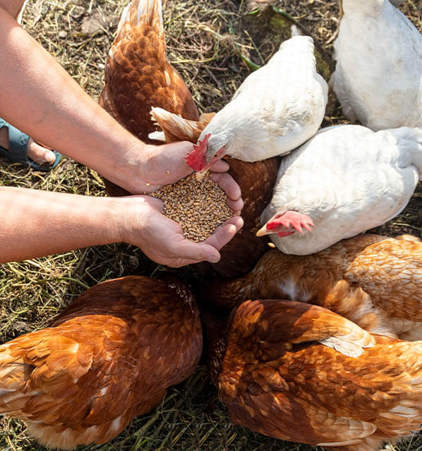Farmer feeding chickens by hand
