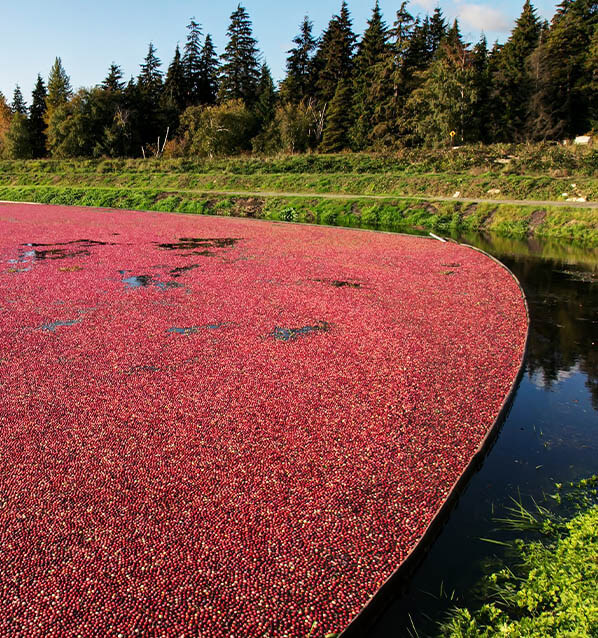 Cranberry farm